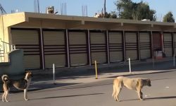 عبر 1500 حملة.. أمانة بغداد تكشف حصيلة عمليات الحد من الكلاب السائبة